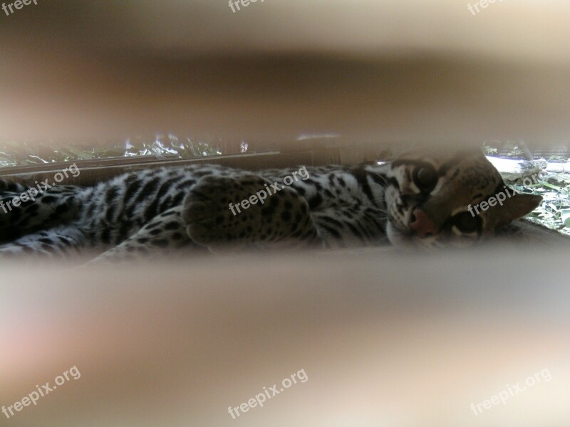 Ocelot Feline Free Photos