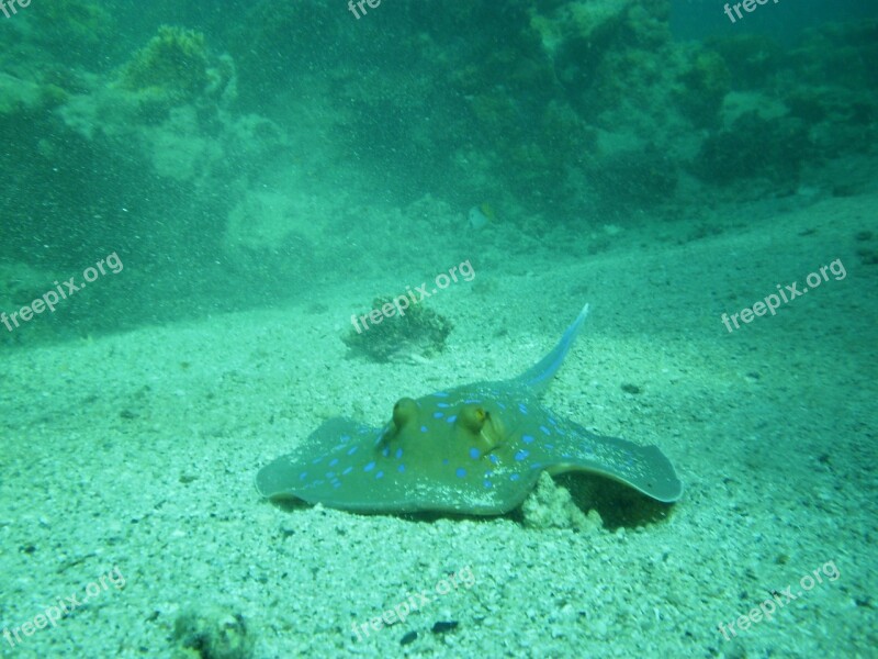 Diving Ray Sea Free Photos