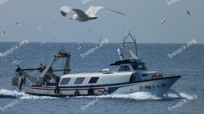 Fishing Boat Gulls Sea Birds Fish