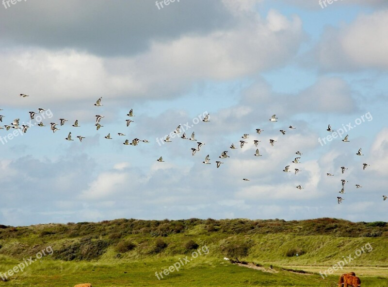 North Sea Island Of Flock Of Birds Birds Dunes Free Photos