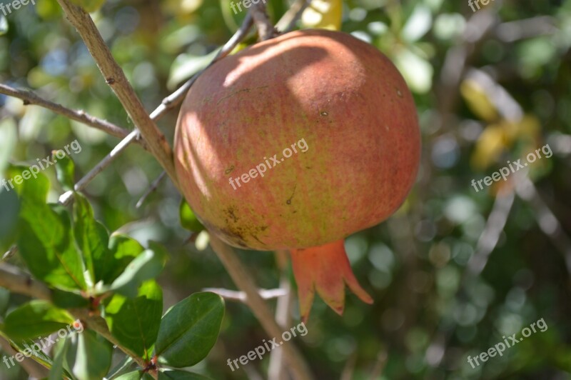 Pomegranate Food Fruit Nature Fruit Tree