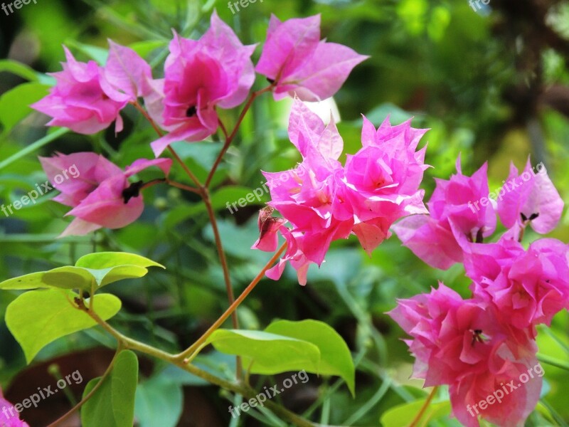 Flower Bougainvillea Pink Plant Beautiful