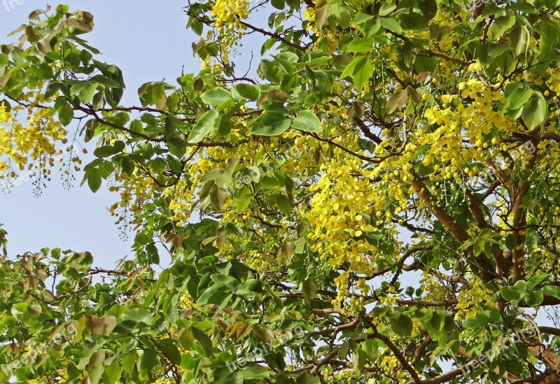 Cassia Fistula Golden Shower Tree Amaltas Flowers Yellow