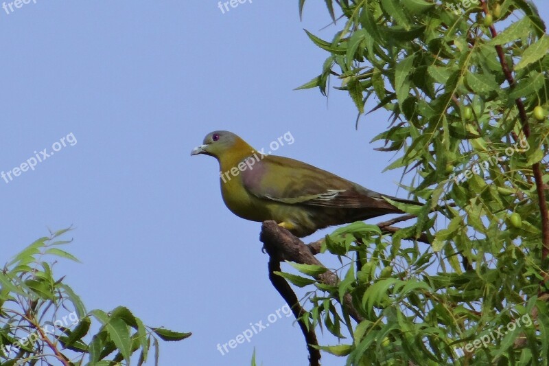 Yellow-footed Green Pigeon Treron Phoenicoptera Yellow-legged Green Pigeon Bird Pigeon