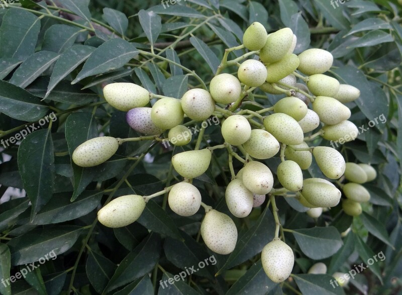 Curry Tree Berry Fruit Murraya Koenigii Tree