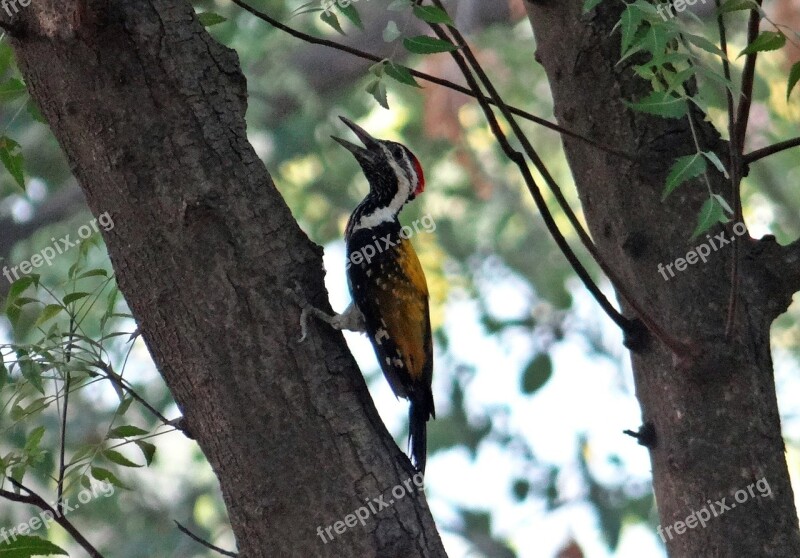 Black-rumped Flameback Dinopium Benghalense Golden-backed Woodpecker Lesser Goldenback Woodpecker