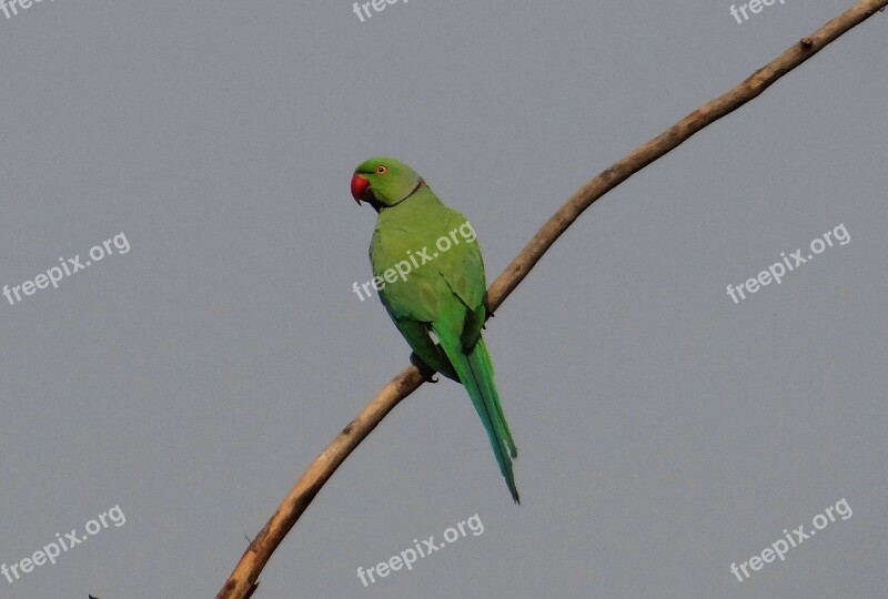 Rose-ringed Parakeet Psittacula Krameri Ring-necked Parakeet Male Parrot