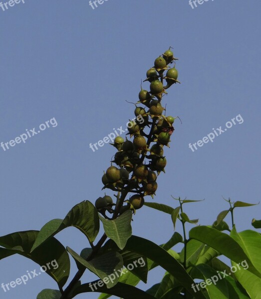 Lagerstroemia Speciosa Giant Crape-myrtle Queen's Crape-myrtle Jarul Fruit