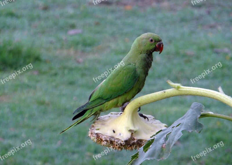 Rose-ringed Parakeet Psittacula Krameri Ring-necked Parakeet Parrot Bird