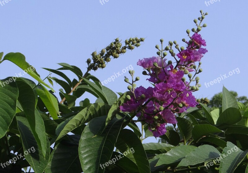 Lagerstroemia Speciosa Giant Crape-myrtle Queen's Crape-myrtle Jarul Flower