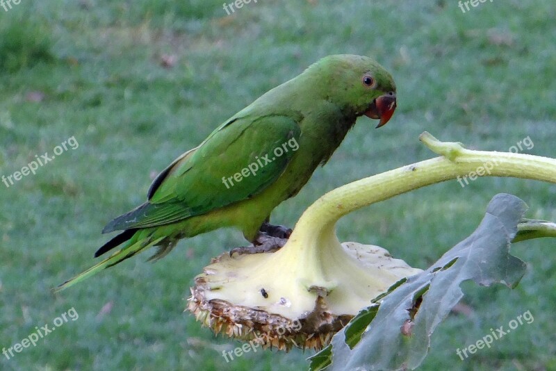 Rose-ringed Parakeet Psittacula Krameri Ring-necked Parakeet Parrot Bird