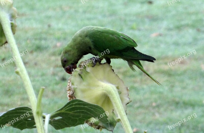 Rose-ringed Parakeet Psittacula Krameri Ring-necked Parakeet Female Parrot