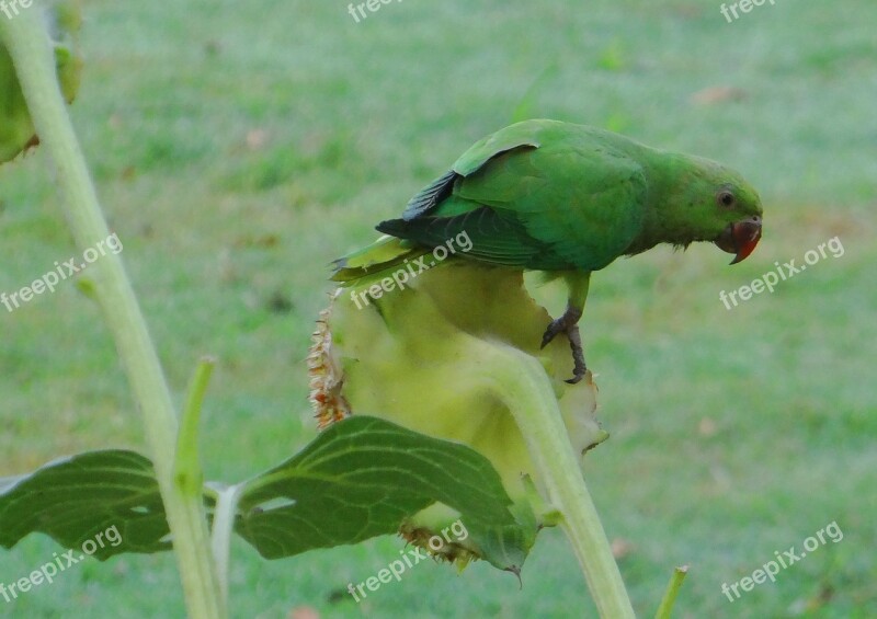 Rose-ringed Parakeet Psittacula Krameri Ring-necked Parakeet Female Parrot