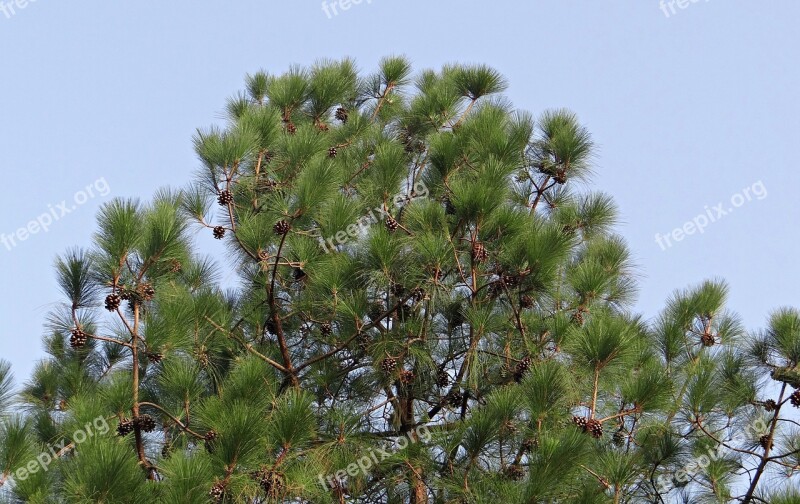 Himalayan Blue Pine Cone Himalayan Pine Bhutan Pine Pinus Wallichiana