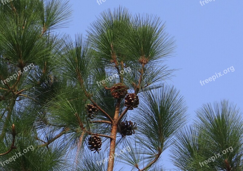 Himalayan Blue Pine Cone Himalayan Pine Bhutan Pine Pinus Wallichiana