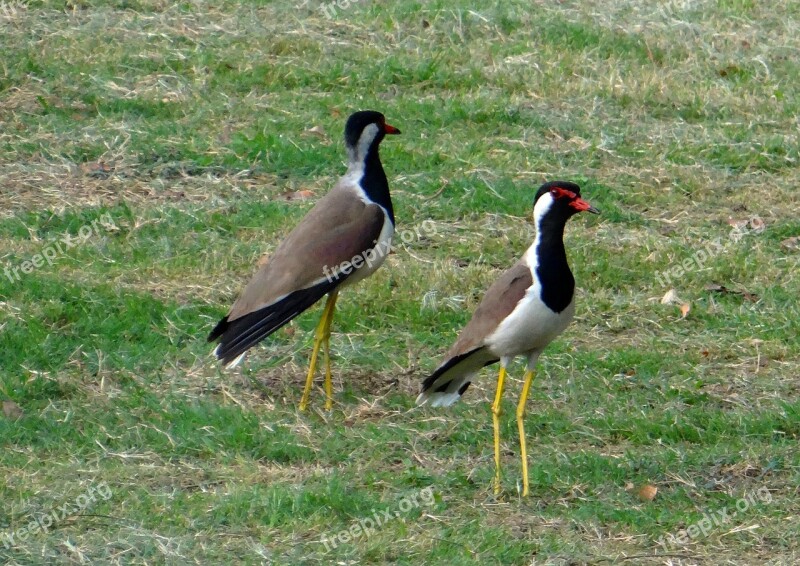 Red-wattled Lapwing Vanellus Indicus Lapwing Plover Wader