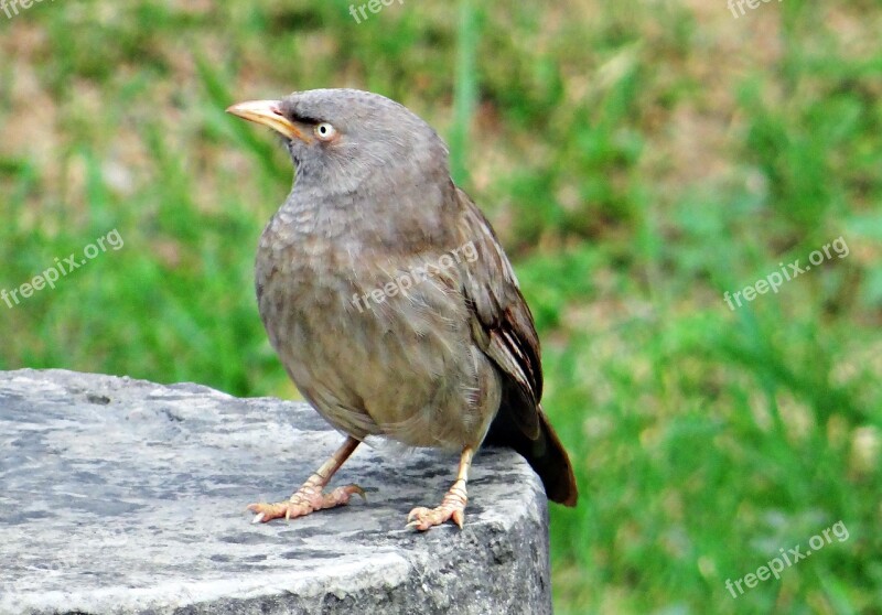 Jungle Babbler Turdoides Striata Bird Babbler Leiothrichidae