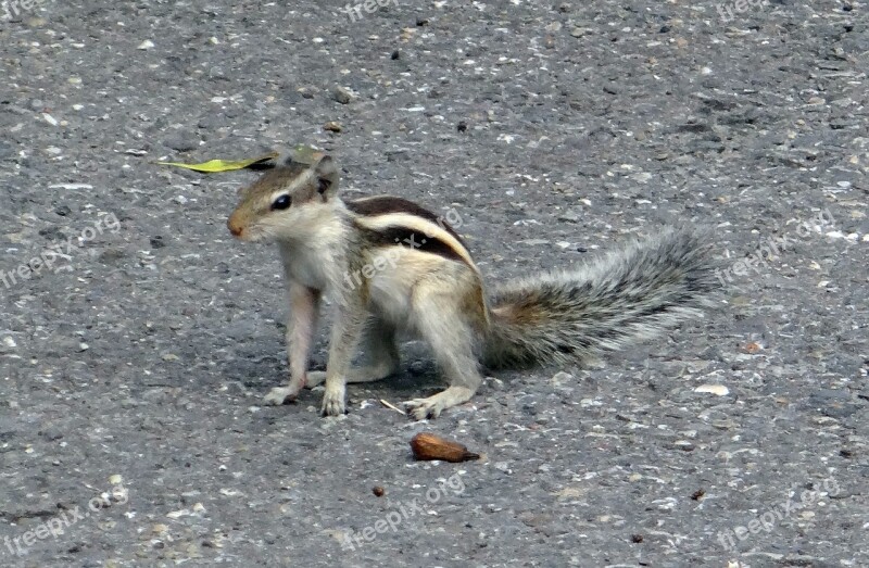 Indian Palm Squirrel Funambulus Palmarum Three-striped Palm Squirrel Rodent Squirrel