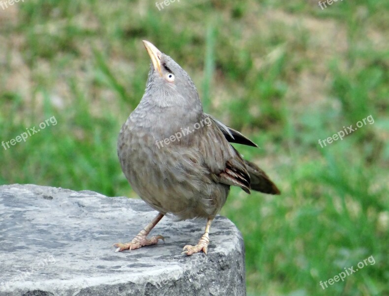 Jungle Babbler Turdoides Striata Bird Babbler Leiothrichidae