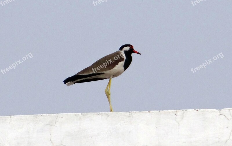 Red-wattled Lapwing Vanellus Indicus Lapwing Plover Wader