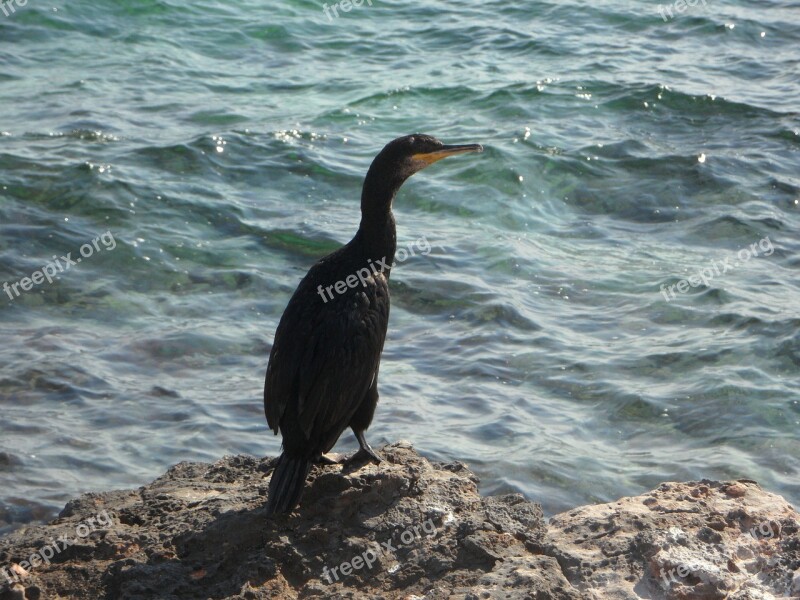 Rock Sea Coast Cormorant Water