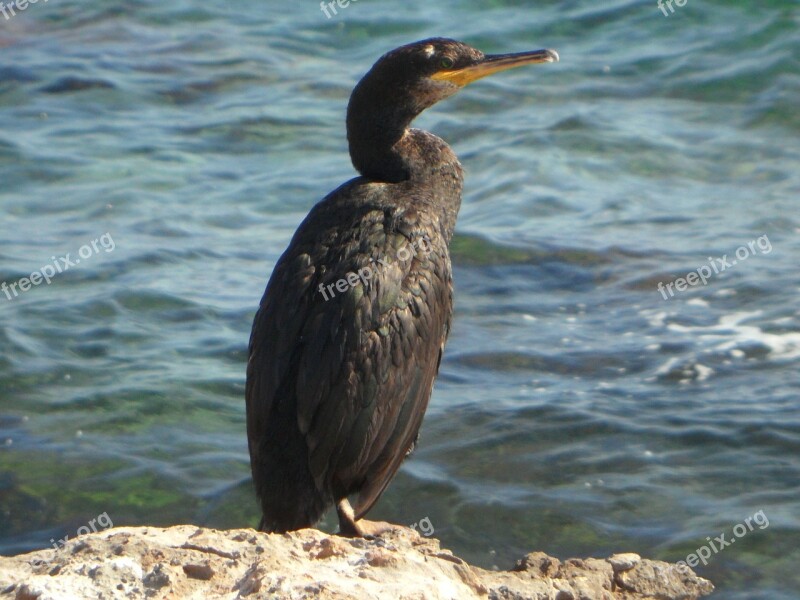 Cormorant Rock Sea Coast Water