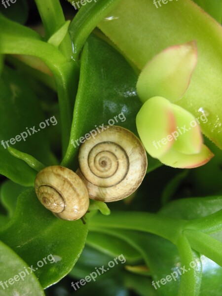 Snails Nature Green Animals Spring