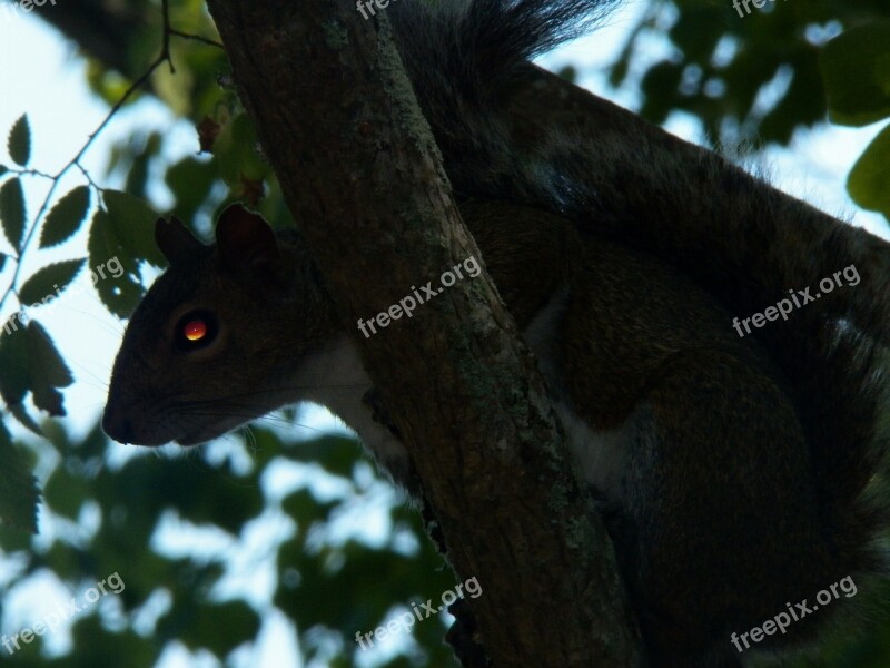 Squirrel Creepy Wildlife Animals Critter