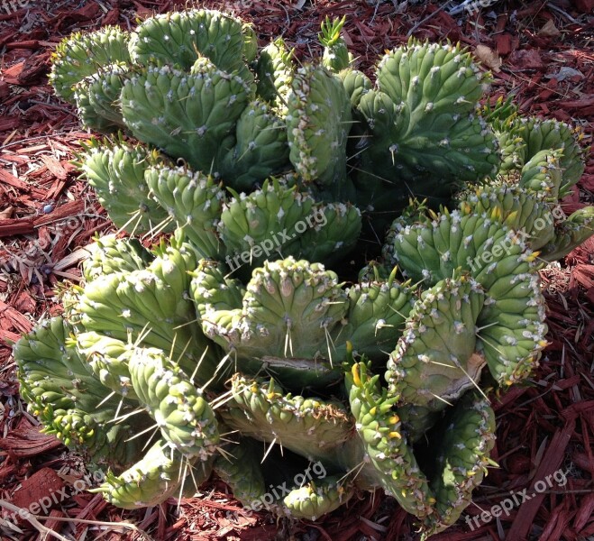 Cactus Spines Plant Desert Spiked