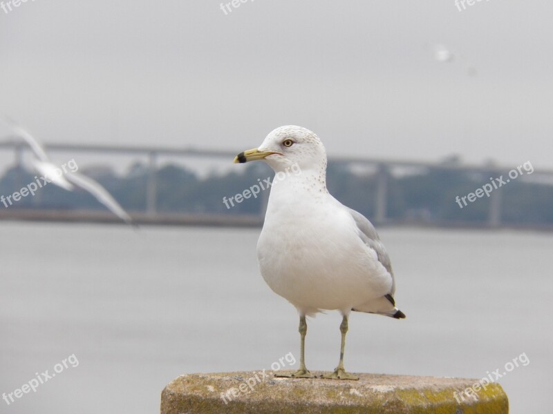 Sea Gull Bird Ocean Air Wing