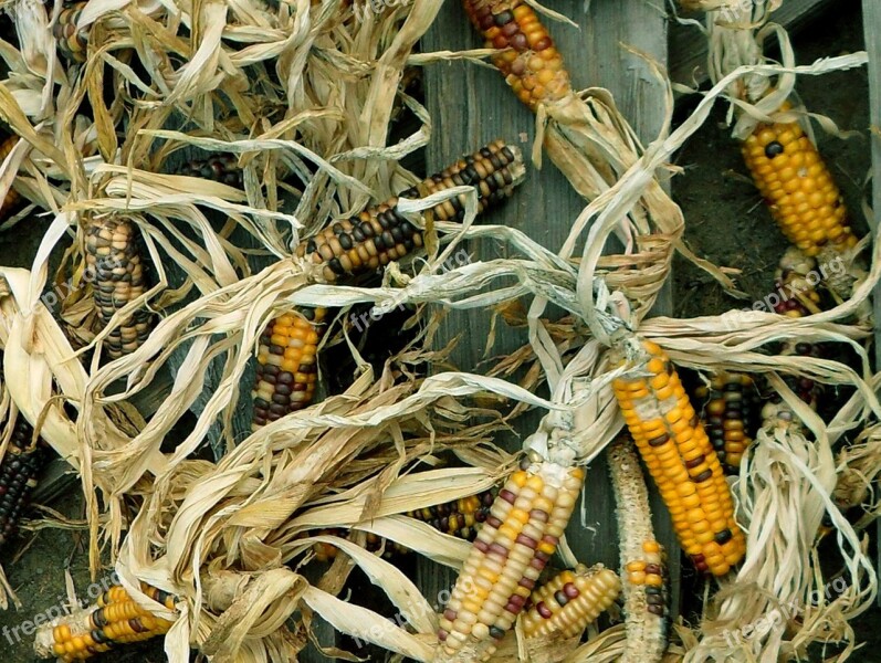 Corn Harvest Maize Autumn Agricultural