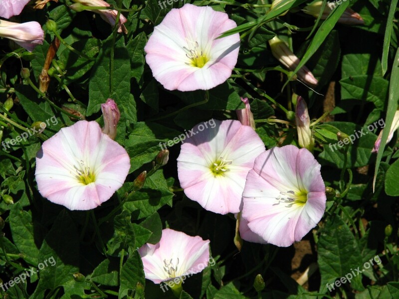 Vetch Pink White Flower Blossom