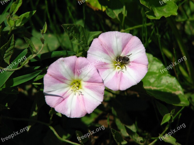 Vetch Insect Pink White Flower