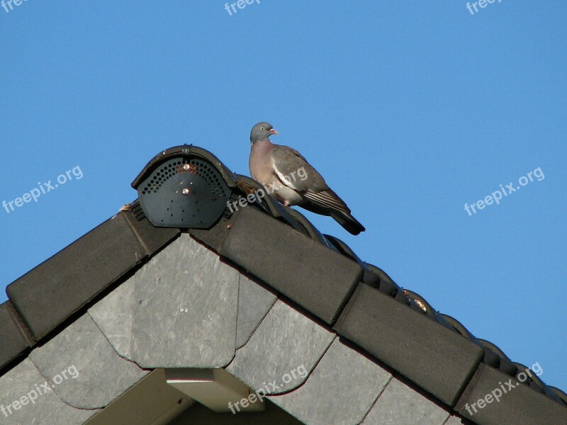 Dove Roof Gable Bird Sky