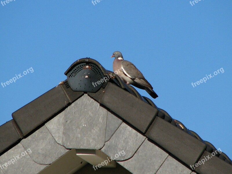 Dove Roof Gable Bird Sky