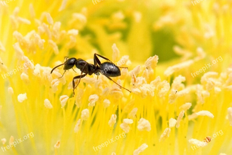 Ant Yellow Flower Close-up Free Photos