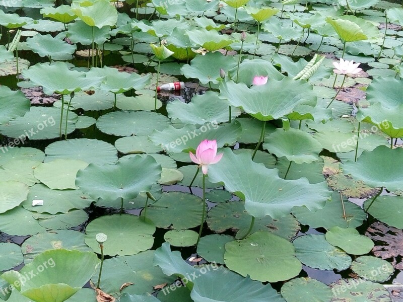 Flower Lotus Pond Green Free Photos