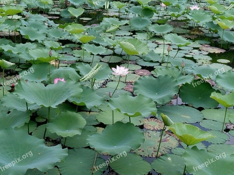 Flower Lotus Pond Green Free Photos