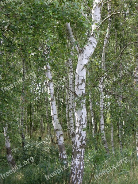 Birch Tribe Forest Tree Log