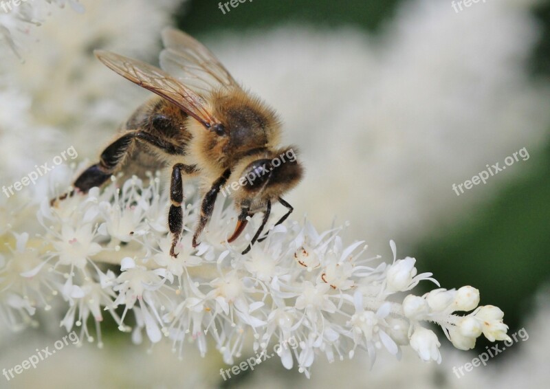 Bee Insect Macro Blossom Bloom