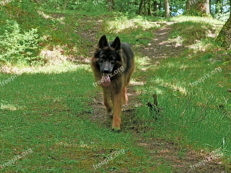 German Shepherd Dog Pet Young Watchdog