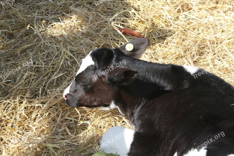 Cow Cattle Farm Animal Nature Wildlife