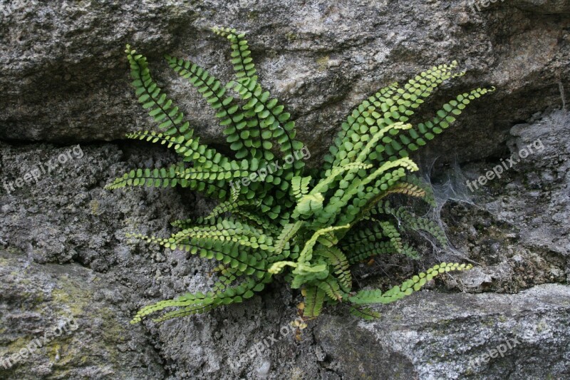 Fern Wall Green Plant Free Photos