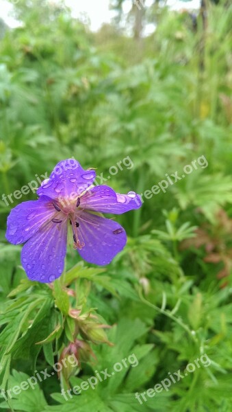 Flower Raindrop Drop Of Water Wet Purple