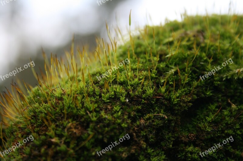 Moss Macro Green Flower Free Photos