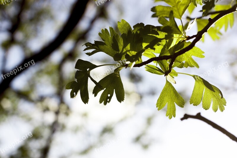 Spring Green Leave Nature Outdoor