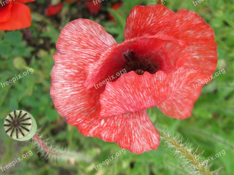 Poppies Shirley Poppy Flower Papaver Rhoeas Free Photos