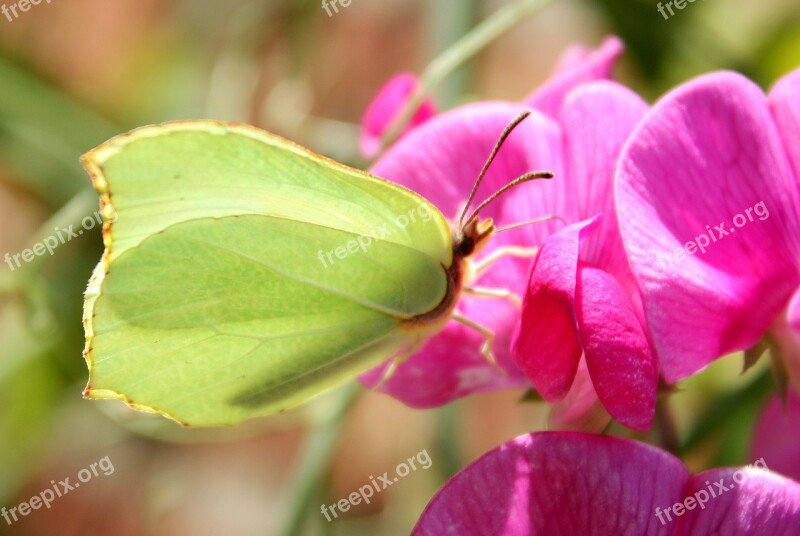 Gonepteryx Rhamni Butterfly Insect Flower Nature