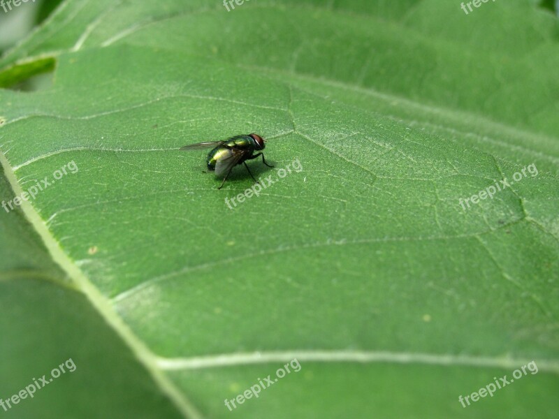 Fly Leaf Insect Green Free Photos