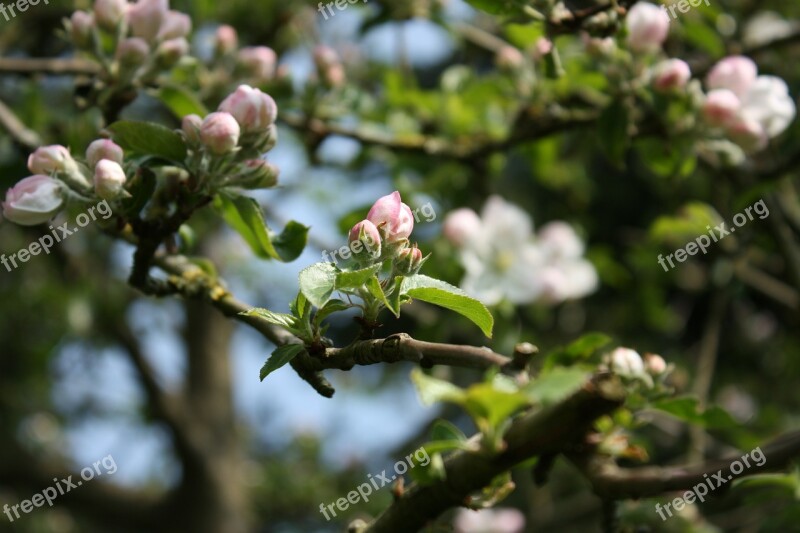 Apple Blossom Apple Tree Spring Branch Bloom